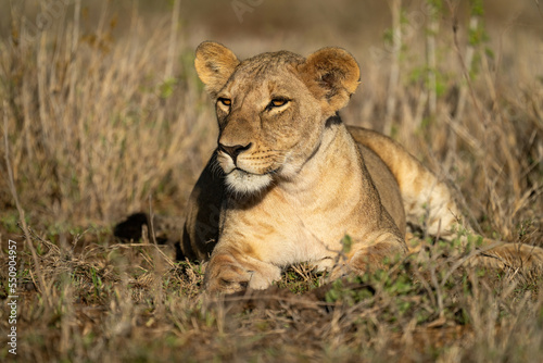 Lioness lies staring on grass in sunshine