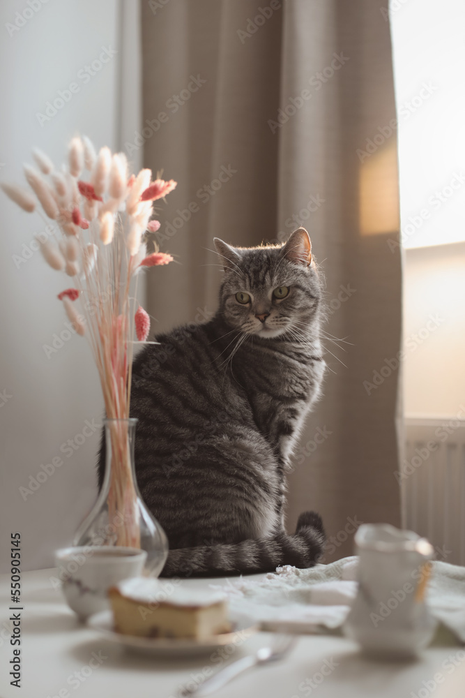 Funny cat in home interior of living room in morning sunlight. Cozy home concept