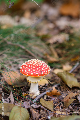 Closeup of vibrant mushrooms growing on forest floor