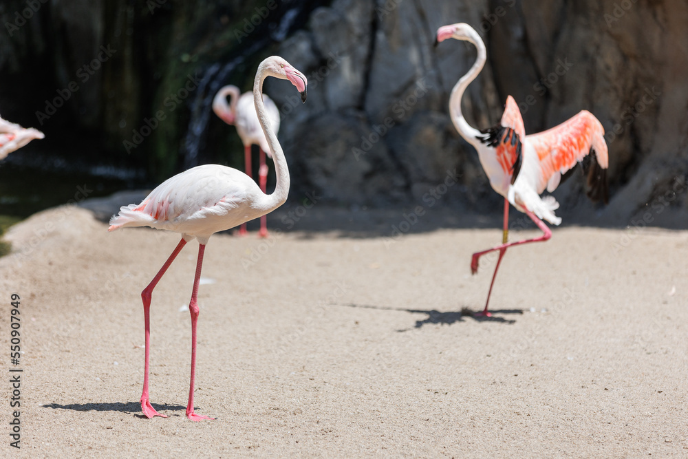 Group of Flamingos, a type of Wading Bird in the Family Phoenicopteridae in a Natural Area