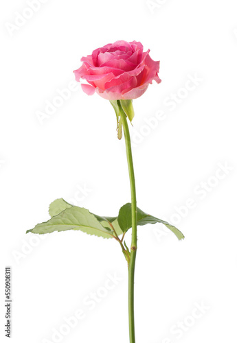 Pink Rose isolated on white background.