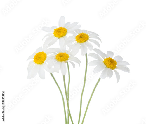 Five flowers of Chamomile isolated on a white background. Selective focus