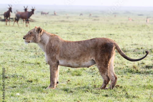 Lioness walking slowly across grassland. Large herd of topis at backgound