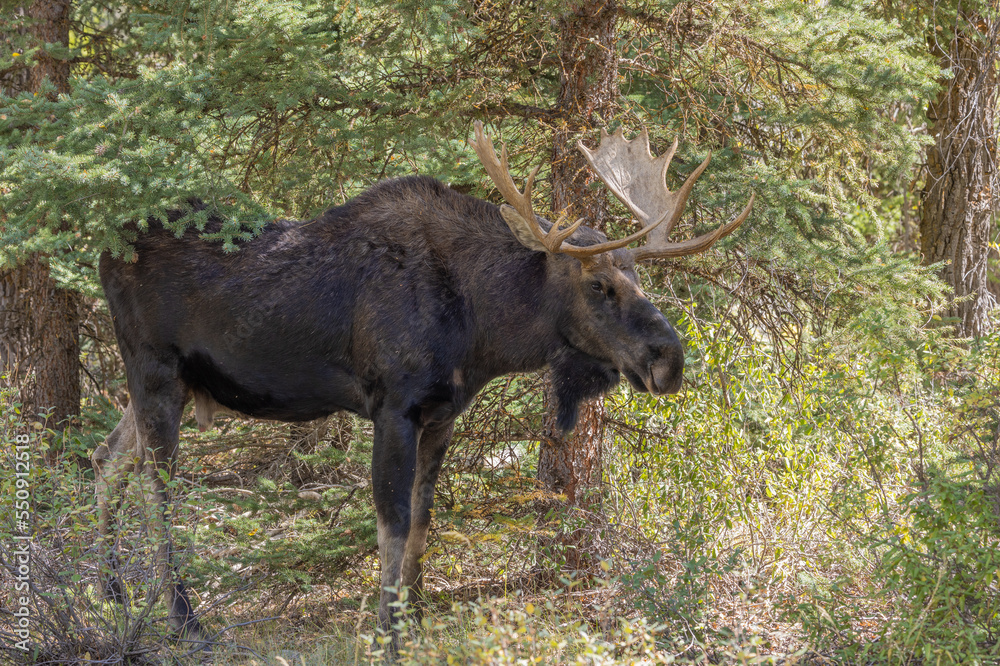 Bull Moose in Wyoming in Autumn Bull Moose in Wyoming in Autumn