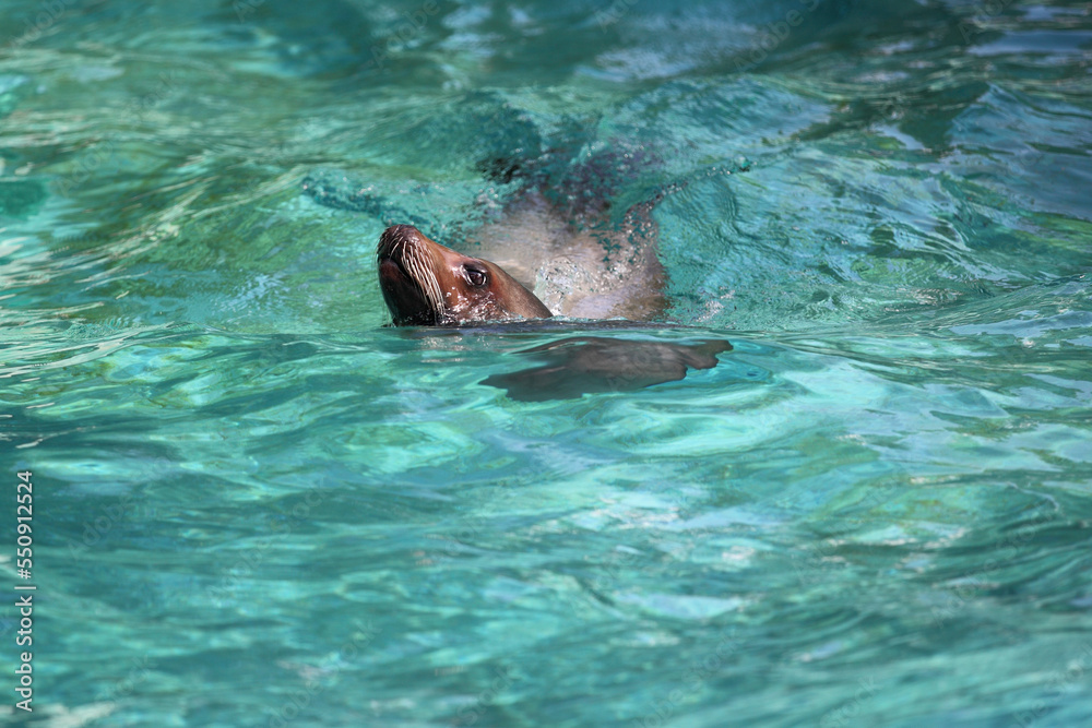 Fototapeta premium A sea lion swims and looks out of the water.