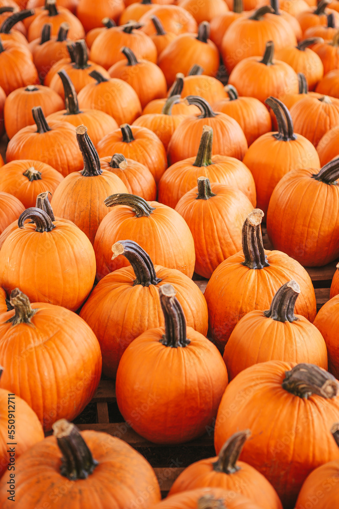 Large orange pumpkin at farmers market at pumpkin patch Large orange pumpkin at farmers market at pumpkin patch