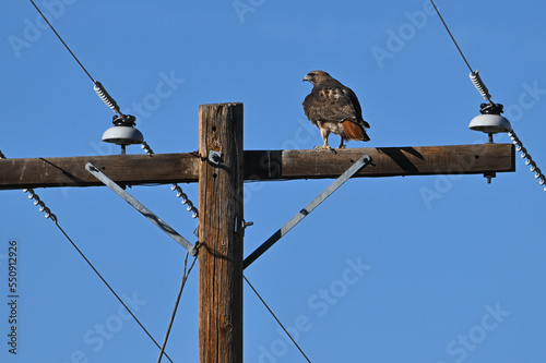 Red-tailed hawk observing on telephone pole.