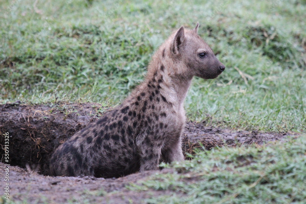 Shy hyena cub looking cautiously out of a mud den Shy hyena cub looking cautiously out of a mud den