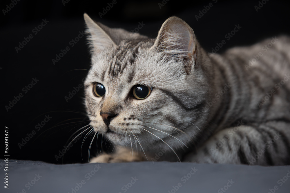 Grey tabby cat at the black background closeup