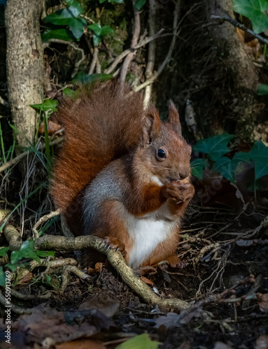 Red Squirrels on the Isle of Anglesey North Wales  photo