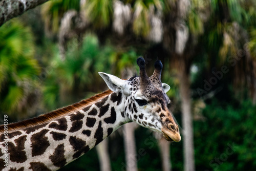 Photography portrait of a giraffe