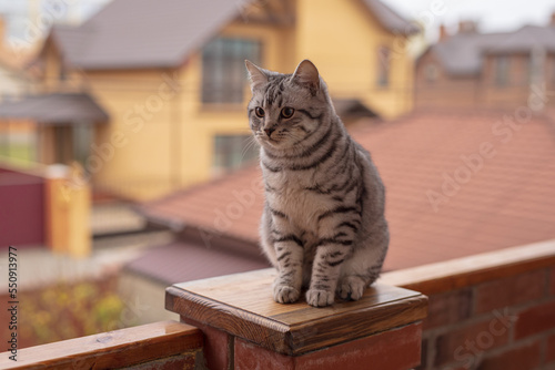 Portrait of grey tabby cat on the balcony fence © antgor