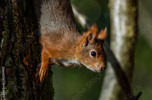 Red Squirrels on the Isle of Anglesey North Wales 