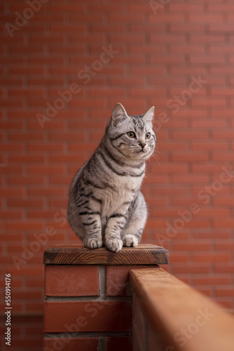Portrait of grey tabby cat on the balcony fence