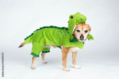 Small dog in a green dinosaur costume, full body, on white background