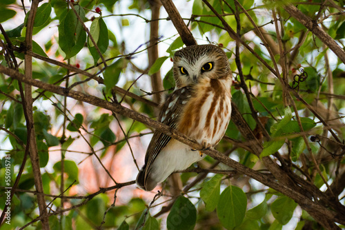 Northern saw-whet owl (Aegolius acadicus) sitting on honeysuckle branch. photo