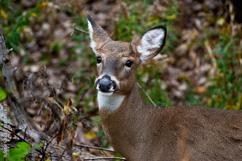 Close-up of white-tailed deer (Odocoileus virginianus) looking into camera.