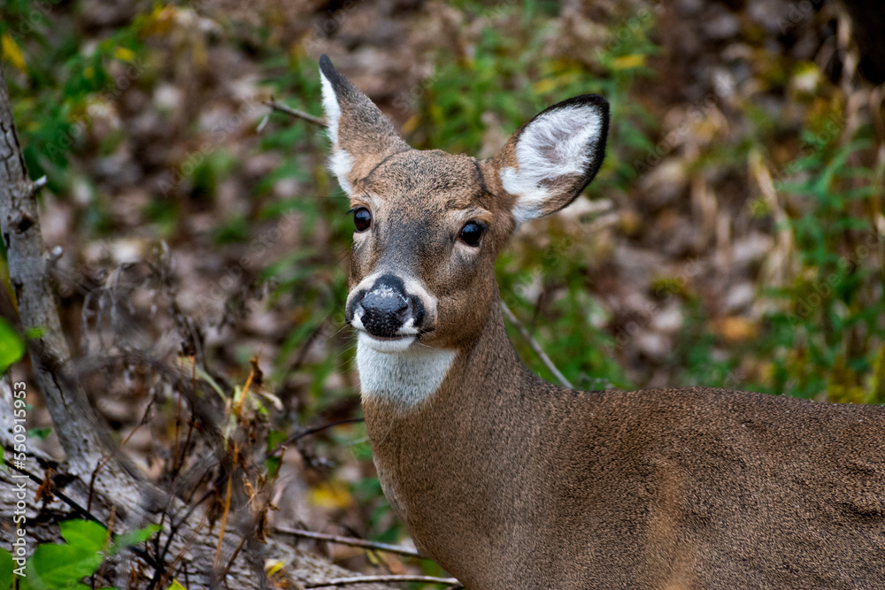 Close-up of white-tailed deer (Odocoileus virginianus) looking into camera. Close-up of white-tailed deer (Odocoileus virginianus) looking into camera.