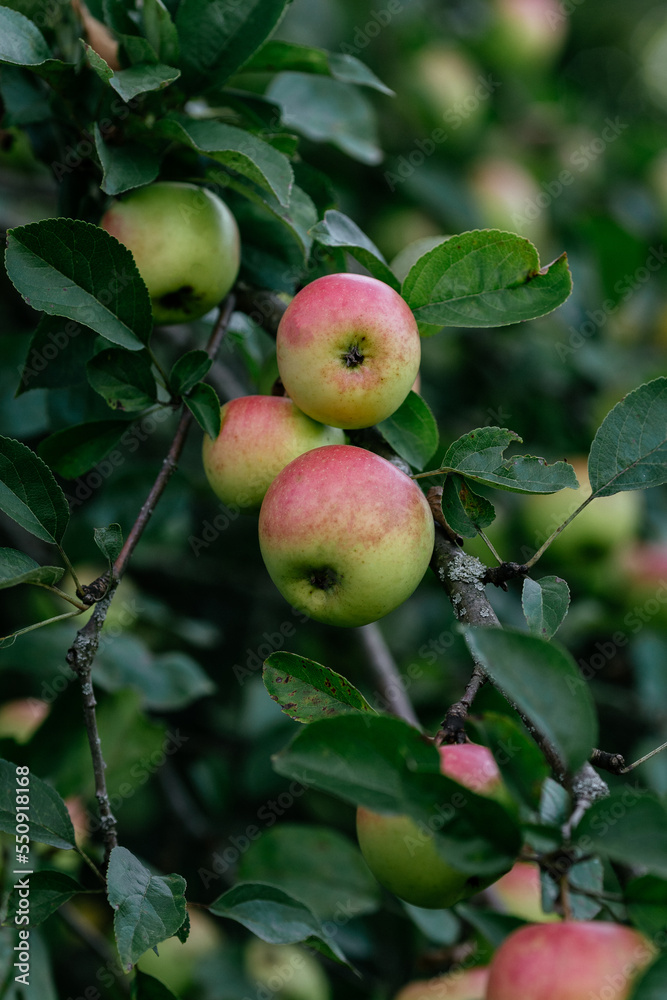 autumn nature apple tree green