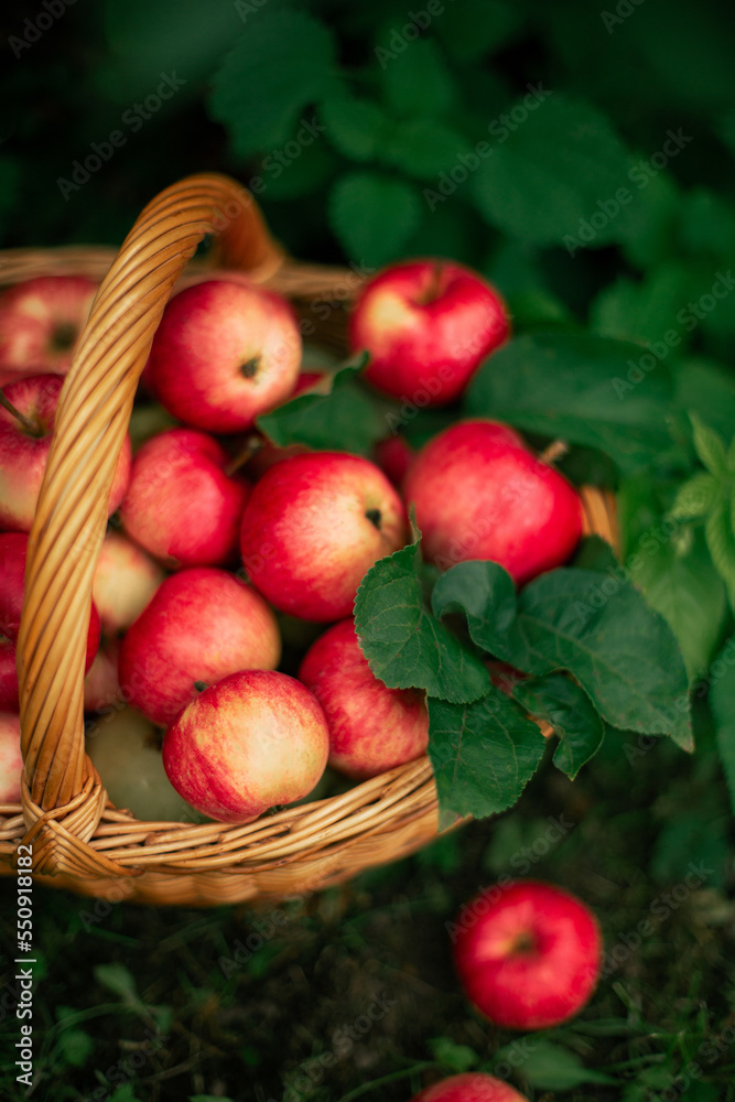 apples in a basket autumn harvest apples in a basket autumn harvest