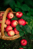 apples in a basket autumn harvest
