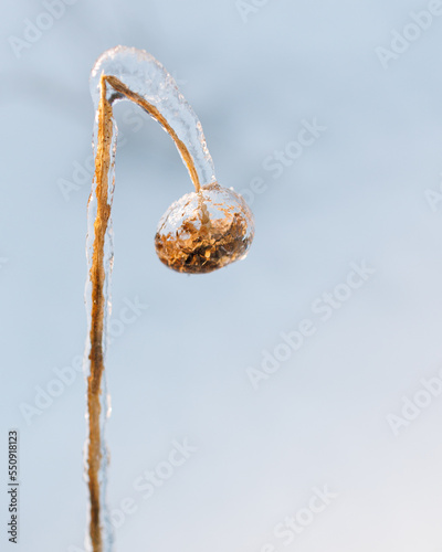 Минимализм макро замерзший цветок покрытый льдом зимой