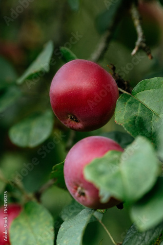 autumn nature apple tree green