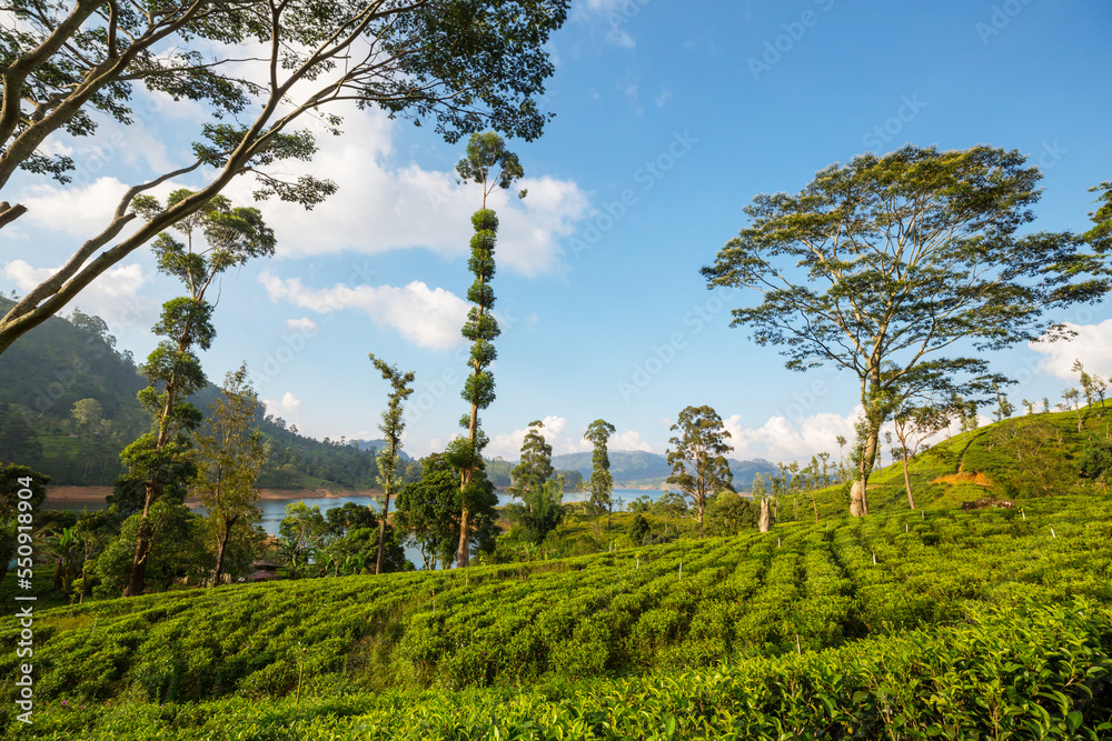Fototapeta premium Tea plantation
