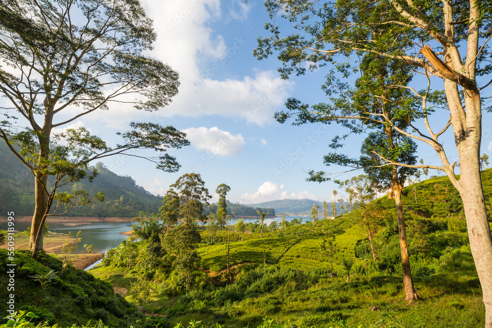 Fototapeta premium Tea plantation