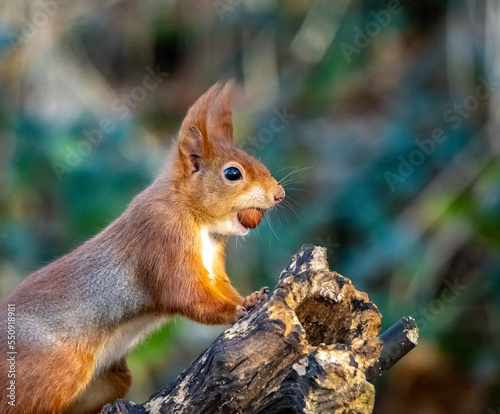 The endangered red squirrel on Anglesey 