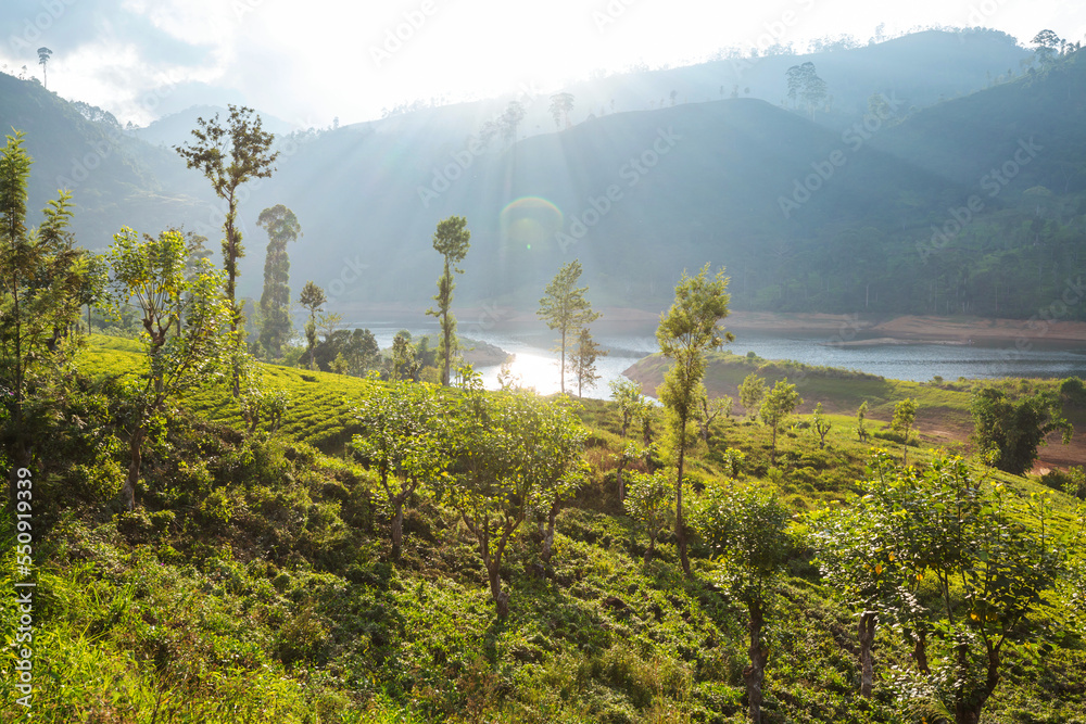 Obraz premium Tea plantation