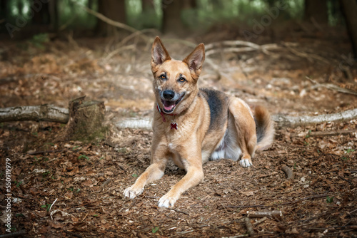 German Shepherd Saluki Cross laying down looking at the camera with a very happy face