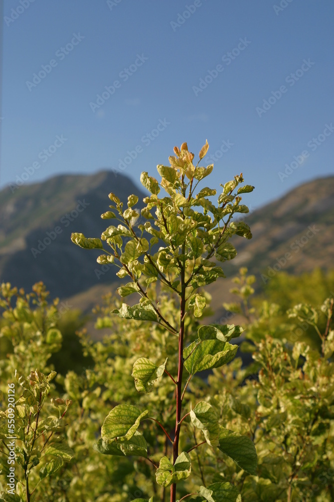 Obraz premium tree in the field