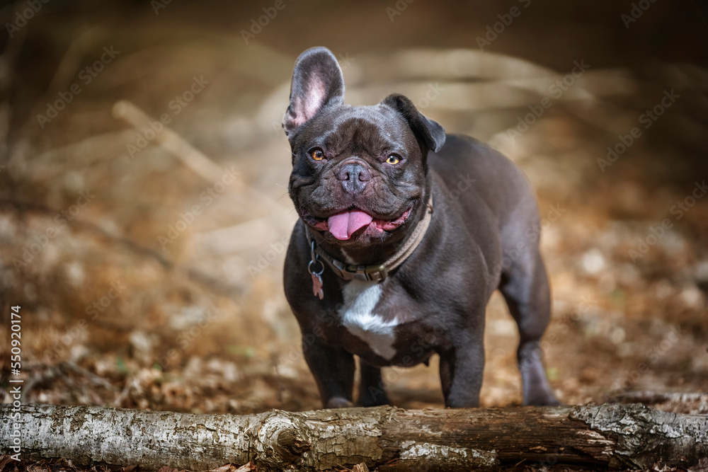 French Bulldog looking at the camera one ear up one ear down