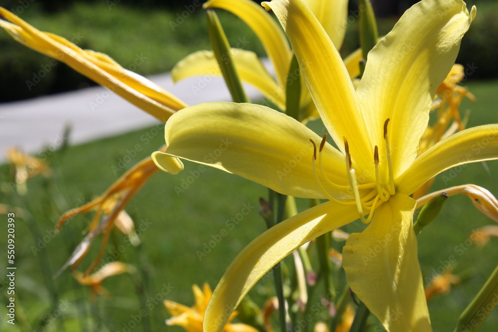 yellow lily flower yellow lily flower