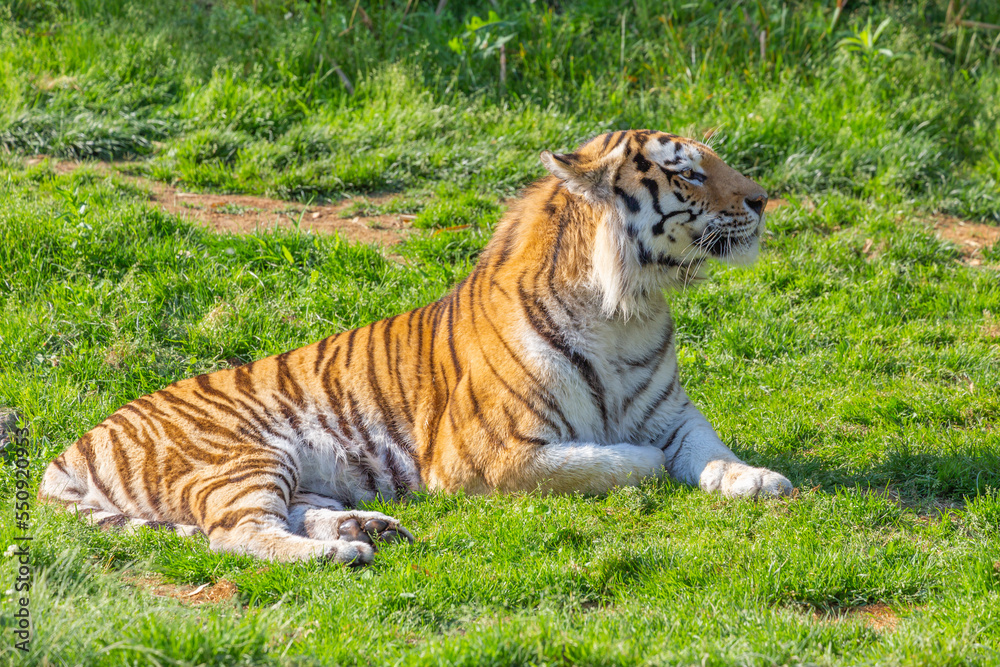 Naklejka premium Tiger in a wildlife zoo - one of the biggest carnivore in nature.