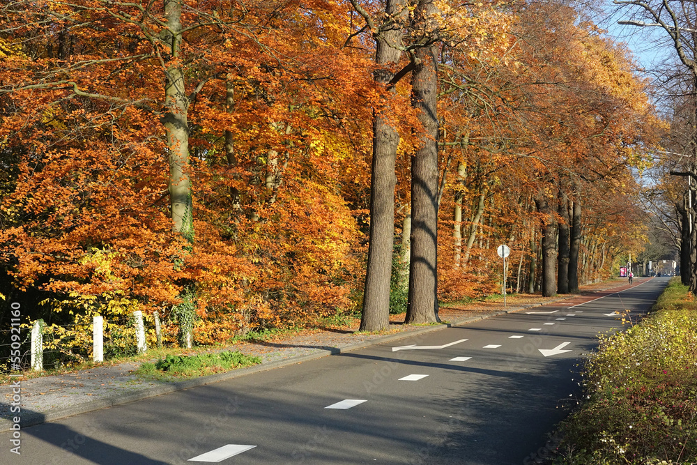Autumn in the public park of The Hague
