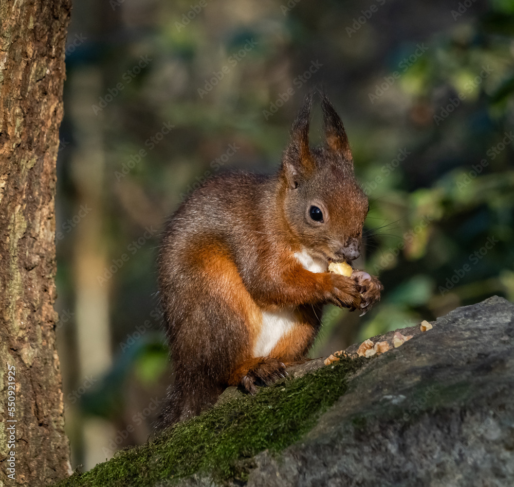 The endangered red squirrel on Anglesey 