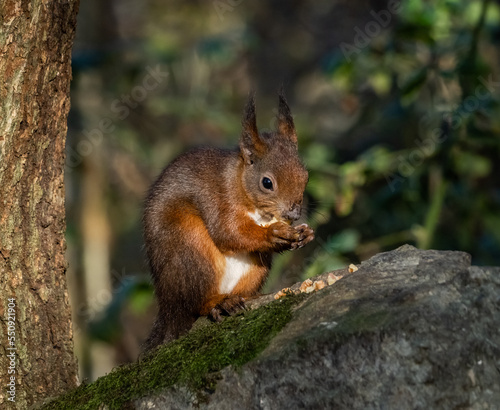 The endangered red squirrel on Anglesey  © Gail Johnson