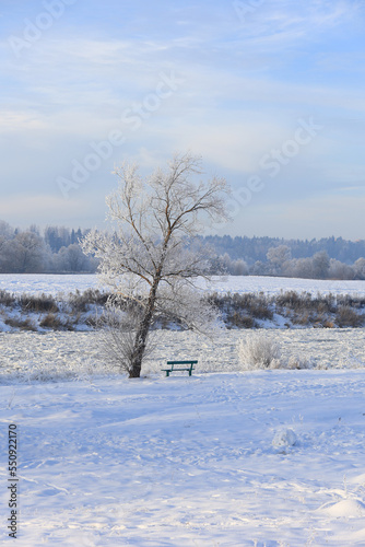 A snow-covered winter tree with a bench on the riverbank in early winter.