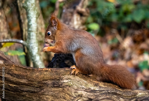 The endangered red Squirrel on the isle of Anglesey  © Gail Johnson