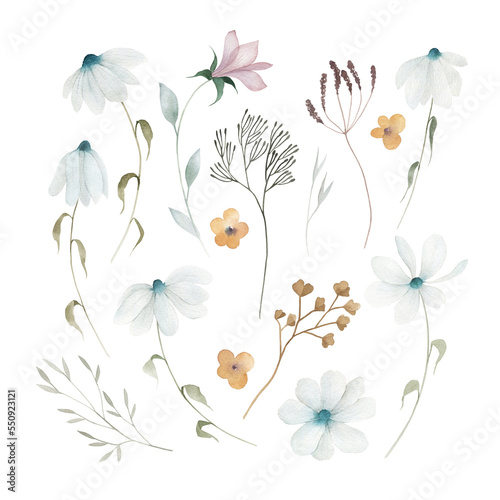 Watercolor meadow flowers set of chamomile. Hand painted floral illustration isolated on white background. For design, print, fabric or background.