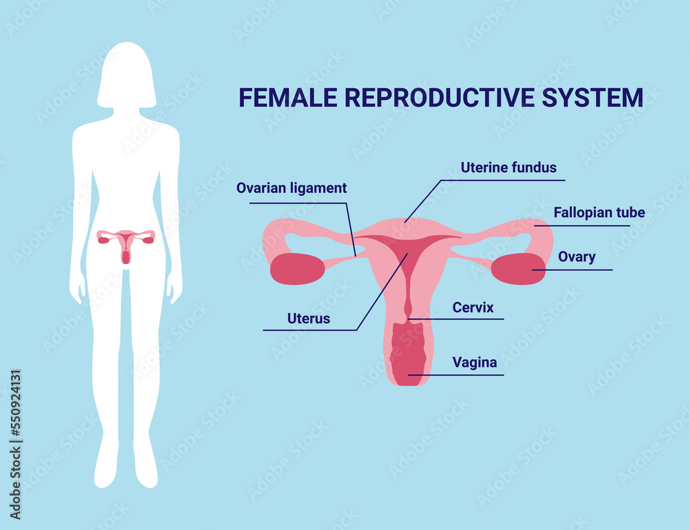 Female reproductive system uterus organs with description and female ...