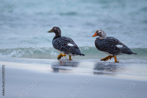 Male and female Falkland Steamer ducks. Male is behind with the pale grey-white head, walking along the shore line.  Bleaker Island, Falklands