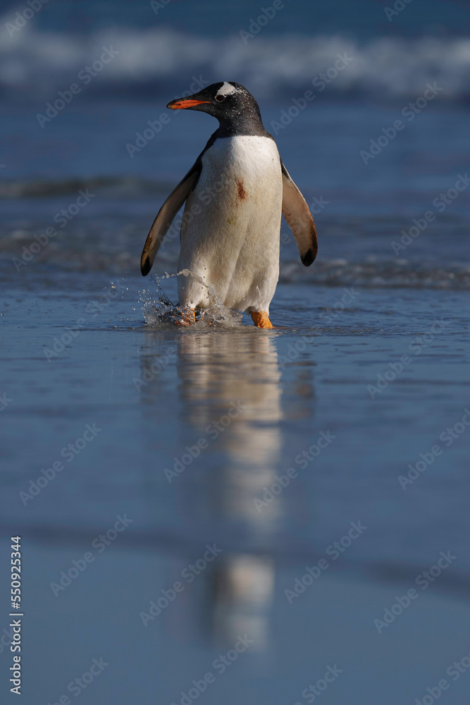 Obraz premium Gentoo penguin on his way into the ocean for a clean up and to feed