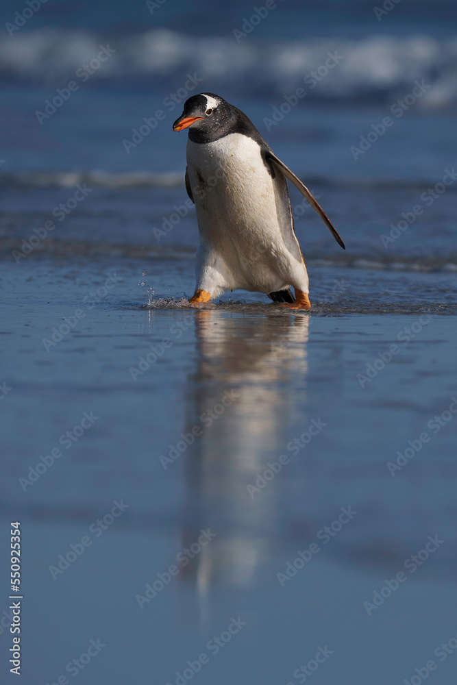 Naklejka premium Gentoo penguin striding out of the ocean onto Saunders Island, Falklands