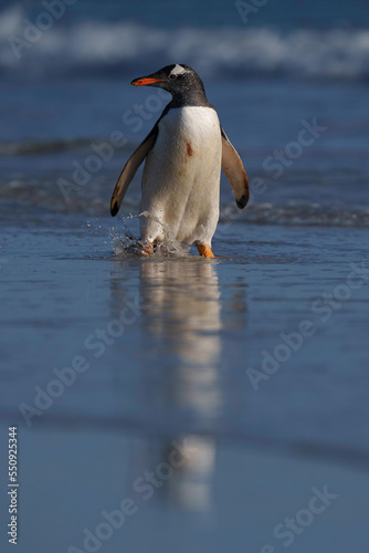 Gentoo penguin on his way into the ocean for a clean up and to feed