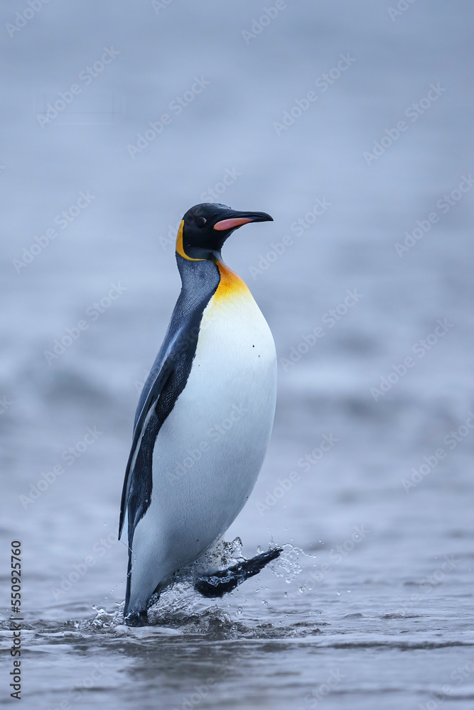 Naklejka premium Single king penguin exits the South Atlantic Ocean onto the beach at Salisbury Plain, South Georgia