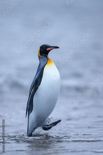 Single king penguin exits the South Atlantic Ocean onto the beach at Salisbury Plain  South Georgia 