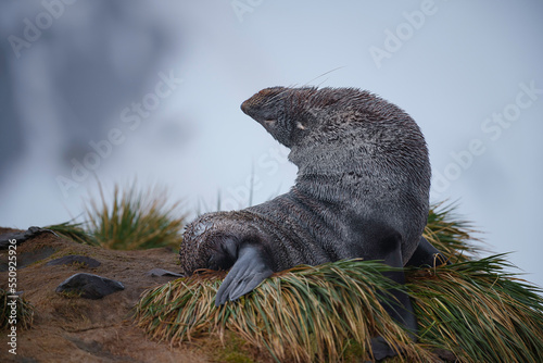 Adult fur seal showing great flexibility as it sits amongst the rocks and grass tussocks of Gold Cove  South Georgia in the rain  